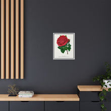 Red rose, American Beauty lithograph. Digitally enhanced from our own original 1900 edition plates of Botanical Specimen published by Rochester Lithographing