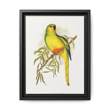 Orange-Bellied Parrakeet (Neophema chrysogaster) colored wood-engraved plate by Alexander Francis Lydon. - NOMADEN ART GALLERY