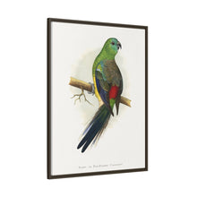 Blood or Red-Rumped Parrakeet (Psephotus haematonotus) colored wood-engraved plate by Alexander Francis Lydon