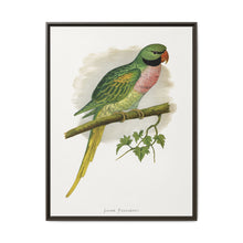 Javan Parrakeet (Psittacula alexandri) colored wood-engraved plate by Alexander Francis Lydon. - NOMADEN ART GALLERY