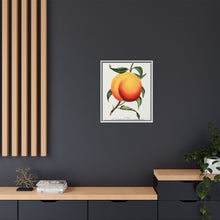 Foster peach lithograph. Digitally enhanced from our own original 1900 edition plates of Botanical Specimen published by Rochester Lithographing