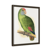 Dufresne's Amazon (Amazona dufresniana) colored wood-engraved plate by Alexander Francis Lydon