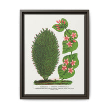 Tartarian, Upright Honeysuckle bush lithograph. Digitally enhanced from our own original 1900 edition plates of Botanical Specimen published by Rochester Lithographing - NOMADEN ART GALLERY
