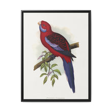 Pennant's Parrakeet (Platycercus elegans) colored wood-engraved plate by Alexander Francis Lydon - NOMADEN ART GALLERY