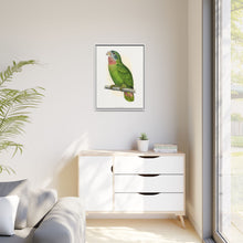 Jamaica Parrot (Amazona collaria) colored wood-engraved plate by Alexander Francis Lydon