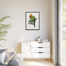 Barraband's Parakeet (Polytelis swainsonii) colored wood-engraved plate by Alexander Francis Lydon