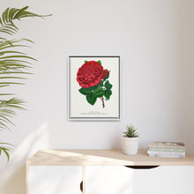 Red rose, American Beauty lithograph. Digitally enhanced from our own original 1900 edition plates of Botanical Specimen published by Rochester Lithographing