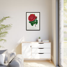 Red rose, American Beauty lithograph. Digitally enhanced from our own original 1900 edition plates of Botanical Specimen published by Rochester Lithographing