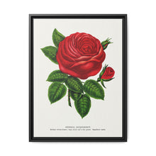 Red rose, General Jacquemont flower lithograph. Digitally enhanced from our own original 1900 edition plates of Botanical Specimen published by Rochester Lithographing - NOMADEN ART GALLERY