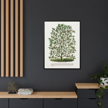 Hardy Magnolia tree lithograph. Digitally enhanced from our own original 1900 edition plates of Botanical Specimen published by Rochester Lithographing
