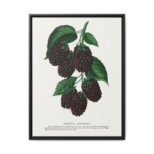 Lucretia Dewberry lithograph. Digitally enhanced from our own original 1900 edition plates of Botanical Specimen published by Rochester Lithographing - NOMADEN ART GALLERY