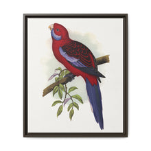 Pennant's Parrakeet (Platycercus elegans) colored wood-engraved plate by Alexander Francis Lydon - NOMADEN ART GALLERY