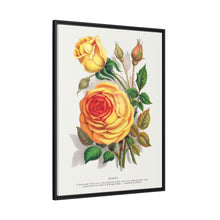 lithograph from Botanical Specimen published by Rochester Lithographing