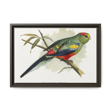 Many-Coloured Parrakeet (Psephotellus varius) colored wood-engraved plate by Alexander Francis Lydon - NOMADEN ART GALLERY