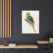 Blue and Yellow Macaw (Ara ararauna) colored wood-engraved plate by Alexander Francis Lydon