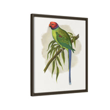 Blossom-Headed Parrakeet (Psittacula roseata) colored wood-engraved plate by Alexander Francis Lydon.