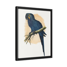 Hyacinthine Macaw (Anodorhynchus hyacinthinus) colored wood-engraved plate by Alexander Francis Lydon.
