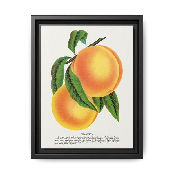 Champion plum lithograph from Botanical Specimen published by Rochester Lithographing - NOMADEN ART GALLERY