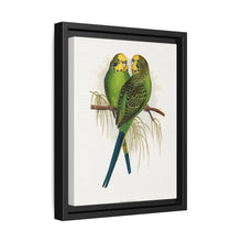 Budgerigar (Melopsittacus undulatus) colored wood-engraved plate by Alexander Francis Lydon - NOMADEN ART GALLERY