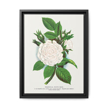Rose, Perpetual White Moss lithograph. Digitally enhanced from our own original 1900 edition plates of Botanical Specimen published by Rochester Lithographing - NOMADEN ART GALLERY