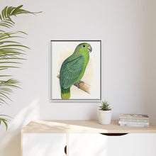 Mealy Amazon (Amazona farinosa) colored wood-engraved plate by Alexander Francis Lydon