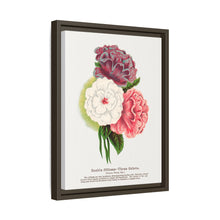 Double Althea in 3 colors lithograph. Digitally enhanced from our own original 1900 edition plates of Botanical Specimen published by Rochester Lithographing