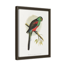 Beautiful or Paradise Parrakeet (Psephotus pulcherrimus) colored wood-engraved plate by Alexander Francis Lydon