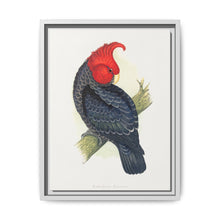 Gang-Gang Cockatoo (Callocephalon fimbriatum) colored wood-engraved plate by Alexander Francis Lydon - NOMADEN ART GALLERY
