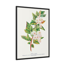 Spirea Aurea flowers lithograph. Digitally enhanced from our own original 1900 edition plates of Botanical Specimen published by Rochester Lithographing