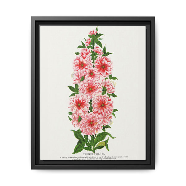Prunus Triloba flower lithograph. Digitally enhanced from our own original 1900 edition plates of Botanical Specimen published by Rochester Lithographing - NOMADEN ART GALLERY