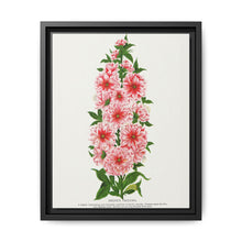 Prunus Triloba flower lithograph. Digitally enhanced from our own original 1900 edition plates of Botanical Specimen published by Rochester Lithographing - NOMADEN ART GALLERY