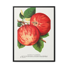 Duchess of Oldenburg apples lithograph from Botanical Specimen published by Rochester Lithographing - NOMADEN ART GALLERY