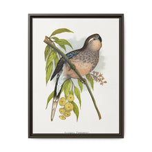 Bourke's Parrakeet (Neopsephotus bourkii) colored wood-engraved plate by Alexander Francis Lydon. - NOMADEN ART GALLERY