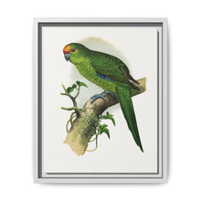 Golden-Crowned Parrakeet (Cyanoramphus auriceps) colored wood-engraved plate by Alexander Francis Lydon - NOMADEN ART GALLERY