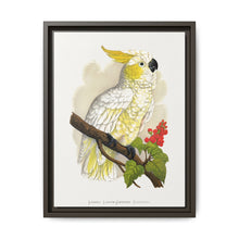 Lesser Lemon-Crested Cockatoo (Cacatua sulphurea) colored wood-engraved plate by Alexander Francis Lydon - NOMADEN ART GALLERY