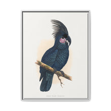 Great Black Cockatoo (Probosciger aterrimus) colored wood-engraved plate by Alexander Francis Lydon - NOMADEN ART GALLERY