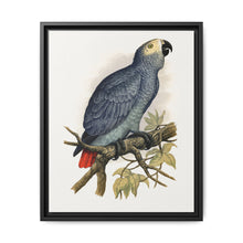 Grey Parrot (Psittacus erithacus) colored wood-engraved plate by Alexander Francis Lydon. - NOMADEN ART GALLERY