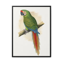 Military Macaw (Ara militaris) colored wood-engraved plate by Alexander Francis Lydon - NOMADEN ART GALLERY