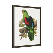 Red-winged parakeet (Aprosmictus erythropterus) colored wood-engraved plate by Alexander Francis Lydon