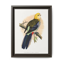Pale-Headed or Mealy Rosella (Platycercus adscitus) colored wood-engraved plate by Alexander Francis Lydon. - NOMADEN ART GALLERY
