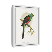 Beautiful or Paradise Parrakeet (Psephotus pulcherrimus) colored wood-engraved plate by Alexander Francis Lydon
