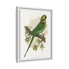 Alexandrine Parakeet (Psittacula eupatria) colored wood-engraved plate by Alexander Francis Lydon.