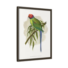 Blossom-Headed Parrakeet (Psittacula roseata) colored wood-engraved plate by Alexander Francis Lydon.