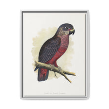 Dusky or Violet Parrot (Pionus fuscus) colored wood-engraved plate by Alexander Francis Lydon. - NOMADEN ART GALLERY