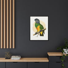 Senegal Parrot (Poicephalus senegalus) colored wood-engraved plate by Alexander Francis Lydon.