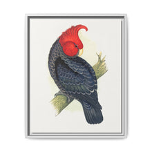 Gang-Gang Cockatoo (Callocephalon fimbriatum) colored wood-engraved plate by Alexander Francis Lydon - NOMADEN ART GALLERY