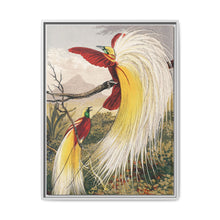 Birds of Paradise: Vintage Natural History Art by Benjamin Fawcett (1808 - 1893) - NOMADEN ART GALLERY