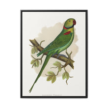 Alexandrine Parakeet (Psittacula eupatria) colored wood-engraved plate by Alexander Francis Lydon. - NOMADEN ART GALLERY