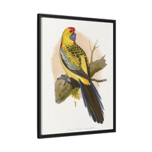Lydon's Yellow-Rumped Parrakeet | Vintage Bird Wall Art Print