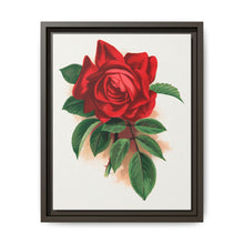 Red rose, Alfred Colomb lithograph. Digitally enhanced from our own original 1900 edition plates of Botanical Specimen published by Rochester Lithographing - NOMADEN ART GALLERY